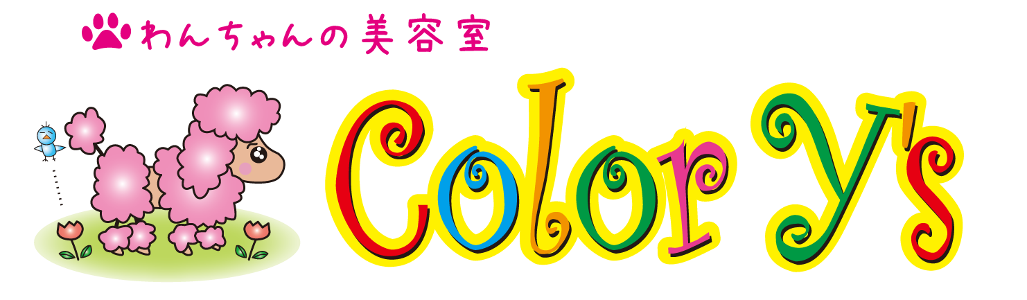 わんちゃんの美容室カラーワイズ 足利市 トリミング プードル